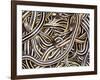Canadian Garter Snake-David Northcott-Framed Photographic Print