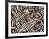 Canadian Garter Snake-David Northcott-Framed Photographic Print