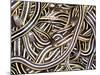 Canadian Garter Snake-David Northcott-Mounted Photographic Print