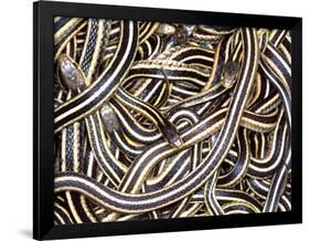 Canadian Garter Snake-David Northcott-Framed Photographic Print