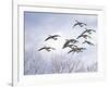 Canadian Geese, Iowa, USA-Michael Scheufler-Framed Photographic Print