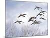 Canadian Geese, Iowa, USA-Michael Scheufler-Mounted Photographic Print