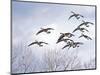 Canadian Geese, Iowa, USA-Michael Scheufler-Mounted Photographic Print