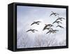 Canadian Geese, Iowa, USA-Michael Scheufler-Framed Stretched Canvas