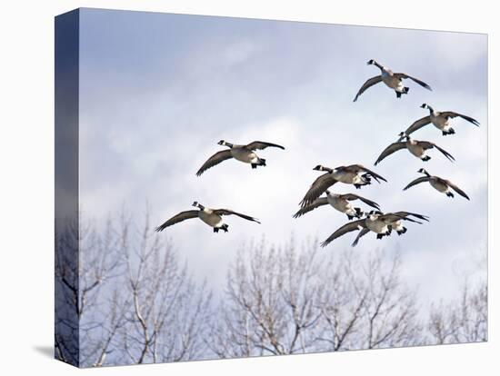 Canadian Geese, Iowa, USA-Michael Scheufler-Stretched Canvas