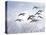 Canadian Geese, Iowa, USA-Michael Scheufler-Stretched Canvas