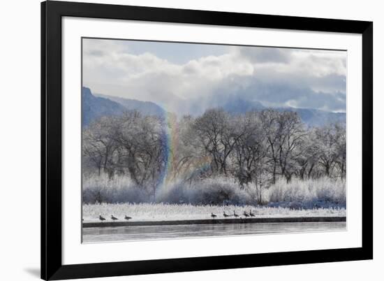 Canadian Geese, Rio Grande River, New Mexico-Zandria Muench Beraldo-Framed Premium Photographic Print