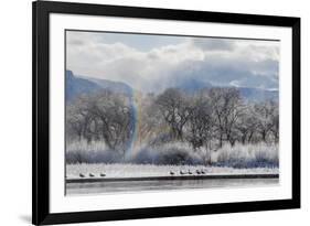 Canadian Geese, Rio Grande River, New Mexico-Zandria Muench Beraldo-Framed Premium Photographic Print