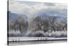 Canadian Geese, Rio Grande River, New Mexico-Zandria Muench Beraldo-Stretched Canvas