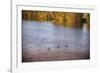 Canadian geese, White River State Park, Indianapolis, Indiana, USA.-Anna Miller-Framed Photographic Print