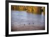 Canadian geese, White River State Park, Indianapolis, Indiana, USA.-Anna Miller-Framed Photographic Print