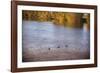 Canadian geese, White River State Park, Indianapolis, Indiana, USA.-Anna Miller-Framed Photographic Print