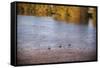 Canadian geese, White River State Park, Indianapolis, Indiana, USA.-Anna Miller-Framed Stretched Canvas