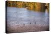 Canadian geese, White River State Park, Indianapolis, Indiana, USA.-Anna Miller-Stretched Canvas