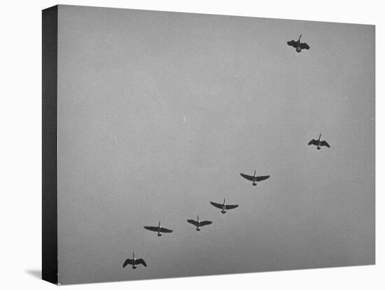 Canadian Geese-Andreas Feininger-Stretched Canvas