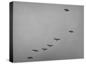 Canadian Geese-Andreas Feininger-Stretched Canvas
