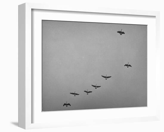 Canadian Geese-Andreas Feininger-Framed Photographic Print