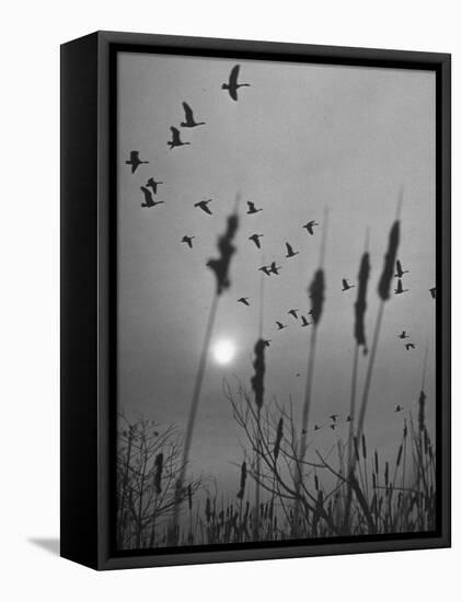Canadian Geese-Andreas Feininger-Framed Stretched Canvas