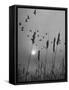 Canadian Geese-Andreas Feininger-Framed Stretched Canvas