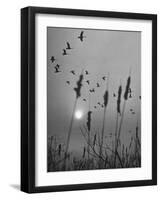 Canadian Geese-Andreas Feininger-Framed Photographic Print