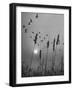 Canadian Geese-Andreas Feininger-Framed Photographic Print