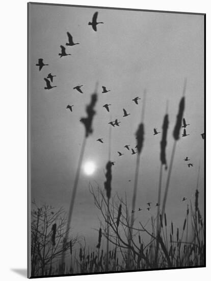 Canadian Geese-Andreas Feininger-Mounted Photographic Print