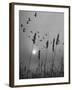 Canadian Geese-Andreas Feininger-Framed Photographic Print