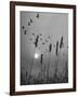 Canadian Geese-Andreas Feininger-Framed Photographic Print