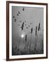 Canadian Geese-Andreas Feininger-Framed Photographic Print