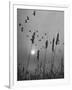 Canadian Geese-Andreas Feininger-Framed Photographic Print