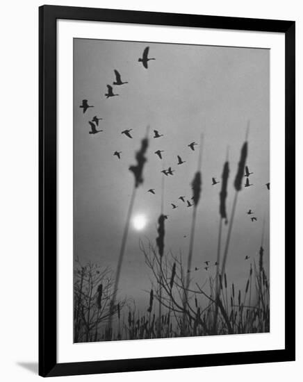 Canadian Geese-Andreas Feininger-Framed Photographic Print