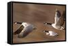 Canadian Geese-null-Framed Stretched Canvas