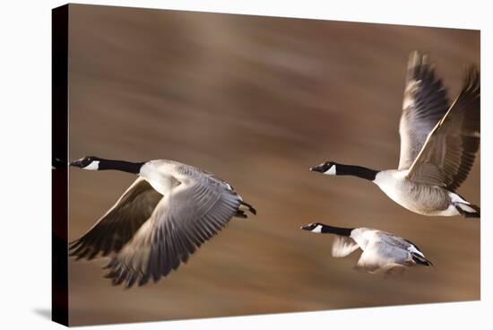 Canadian Geese-null-Stretched Canvas