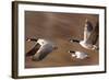 Canadian Geese-null-Framed Photographic Print