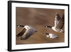 Canadian Geese-null-Framed Photographic Print