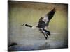 Canadian Goose in Flight 1-Jai Johnson-Stretched Canvas