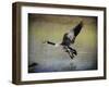 Canadian Goose in Flight 1-Jai Johnson-Framed Giclee Print