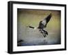 Canadian Goose in Flight 1-Jai Johnson-Framed Giclee Print