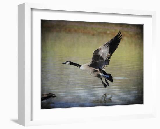 Canadian Goose in Flight 1-Jai Johnson-Framed Giclee Print