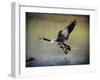 Canadian Goose in Flight 1-Jai Johnson-Framed Giclee Print