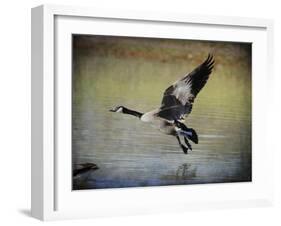 Canadian Goose in Flight 1-Jai Johnson-Framed Giclee Print