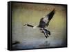 Canadian Goose in Flight 1-Jai Johnson-Framed Stretched Canvas