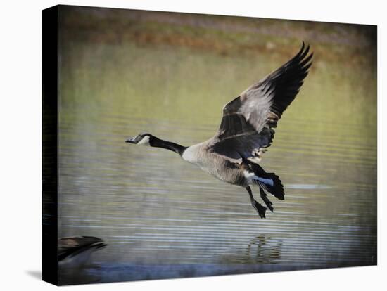 Canadian Goose in Flight 1-Jai Johnson-Stretched Canvas