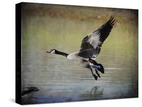 Canadian Goose in Flight 1-Jai Johnson-Stretched Canvas