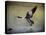 Canadian Goose in Flight 1-Jai Johnson-Stretched Canvas