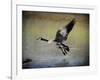 Canadian Goose in Flight 1-Jai Johnson-Framed Giclee Print