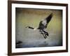 Canadian Goose in Flight 1-Jai Johnson-Framed Giclee Print