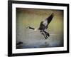 Canadian Goose in Flight 1-Jai Johnson-Framed Giclee Print