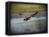 Canadian Goose in Flight 2-Jai Johnson-Framed Stretched Canvas