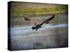 Canadian Goose in Flight 2-Jai Johnson-Stretched Canvas